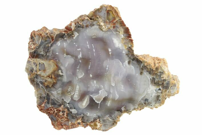 Polished, Petrified Wood (Araucarioxylon) - Arizona #229109